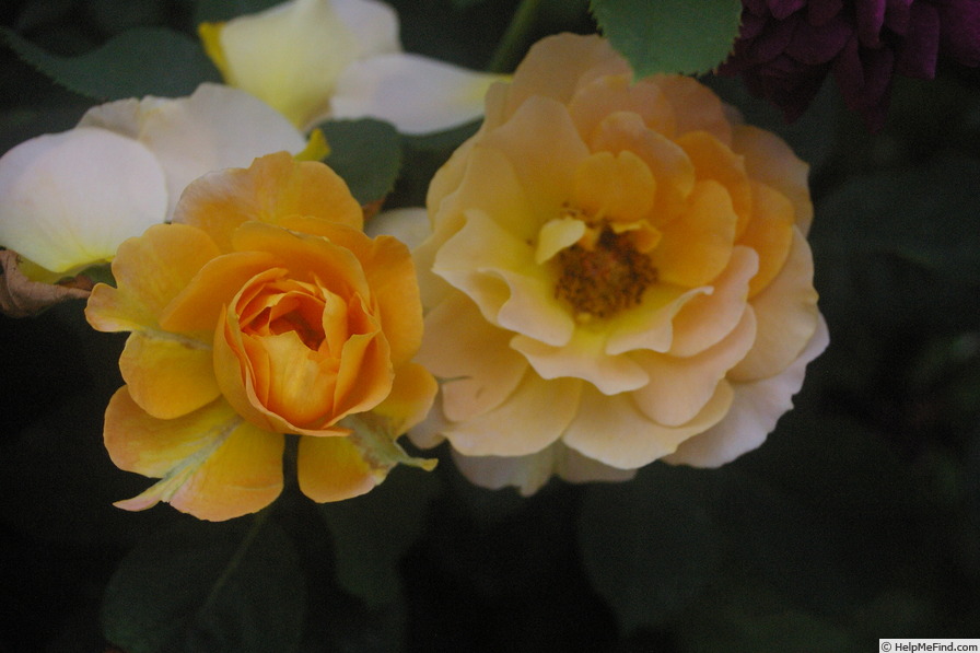 'Honey Perfume ™' rose photo