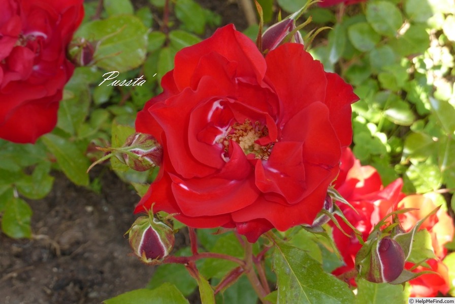 'Pussta' rose photo