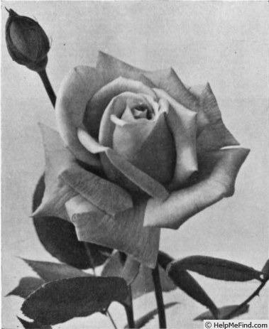 'Margaret Horton' rose photo