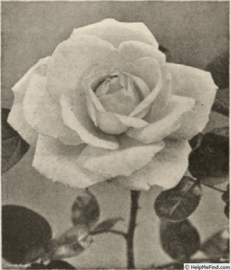 'Mrs. Elisha Hicks' rose photo