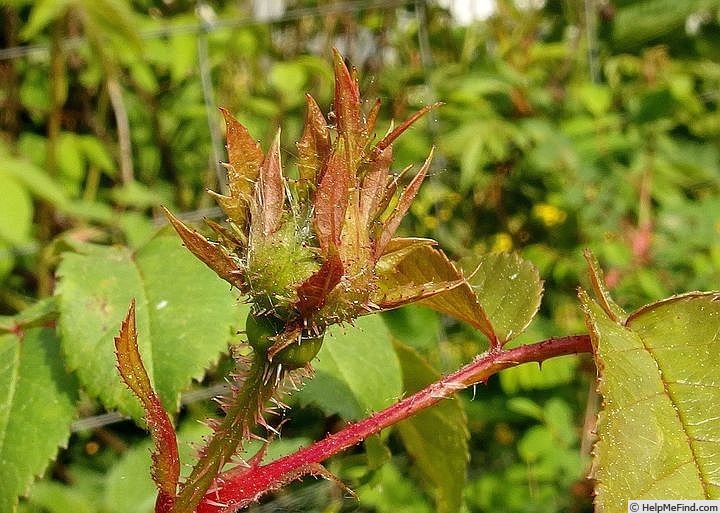 'Haropaeo' rose photo