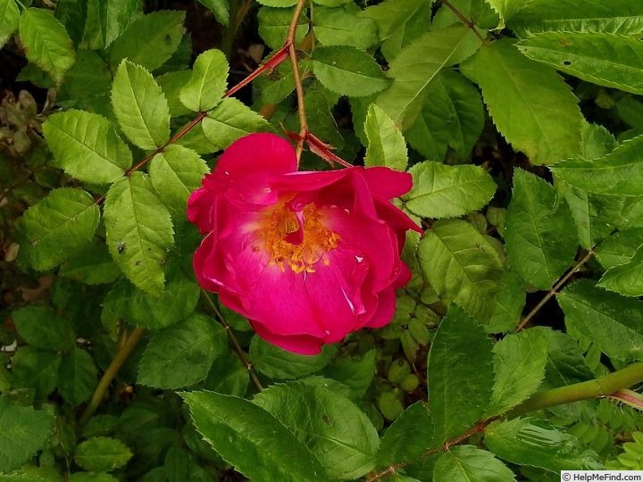 'Haropaeo' rose photo