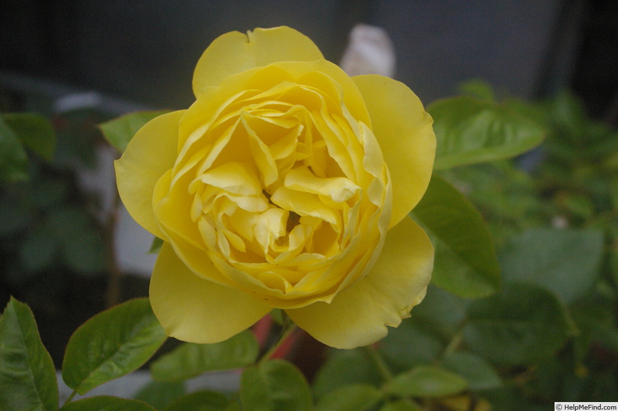 'Souvenir de Marcel Proust ®' rose photo