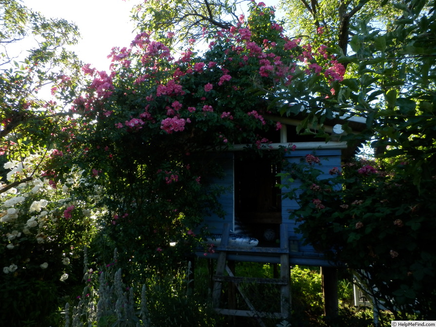 'American Pillar' rose photo