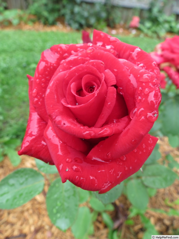 'Scarlet Knight' rose photo