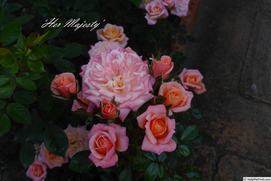 'Her Majesty ™ (floribunda, Dickson, 2001)' rose photo