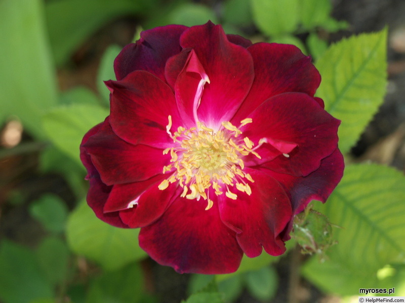 'Gal Erinnerung an Brod x Constance Spry' rose photo