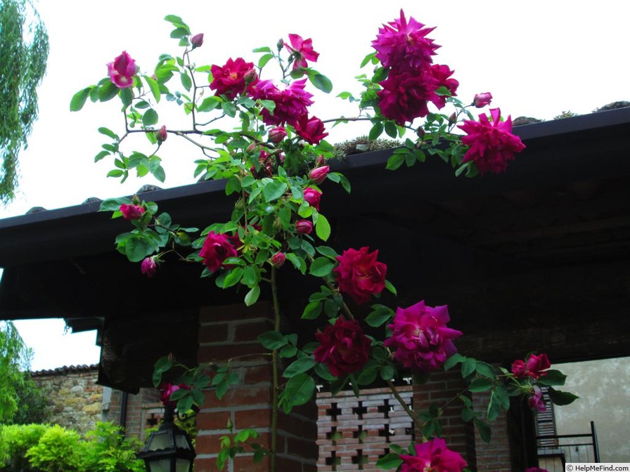 'Noella Nabonnand' rose photo