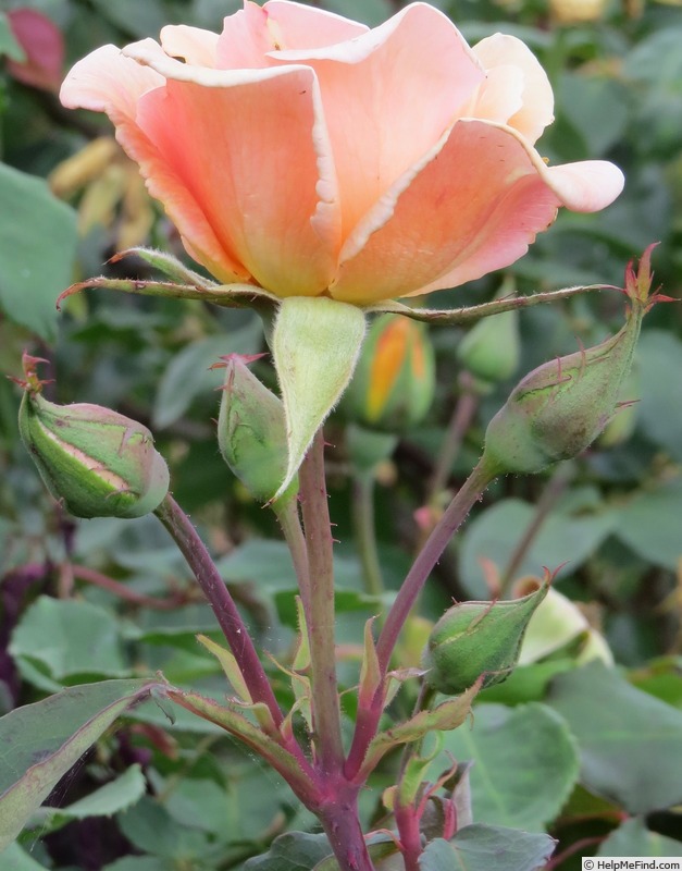 'Mrs. Dunlop-Best' rose photo