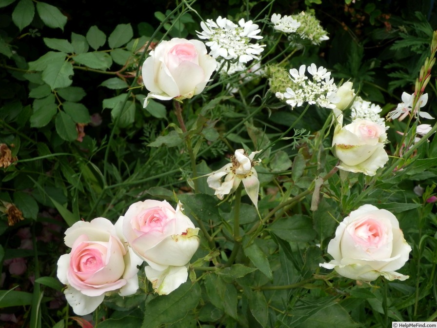 'Biedermeier Garden ®' rose photo