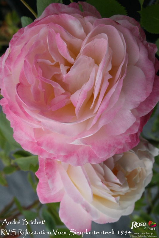 'André Brichet' rose photo