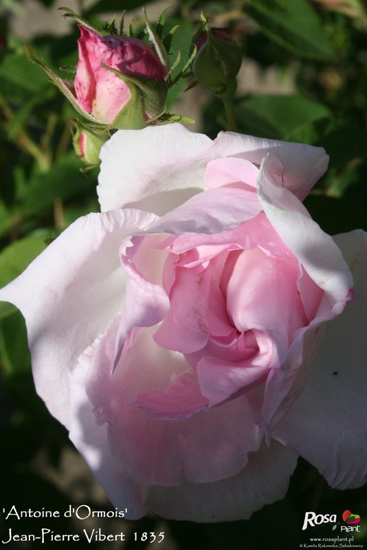 'Antoine d'Ormois' rose photo