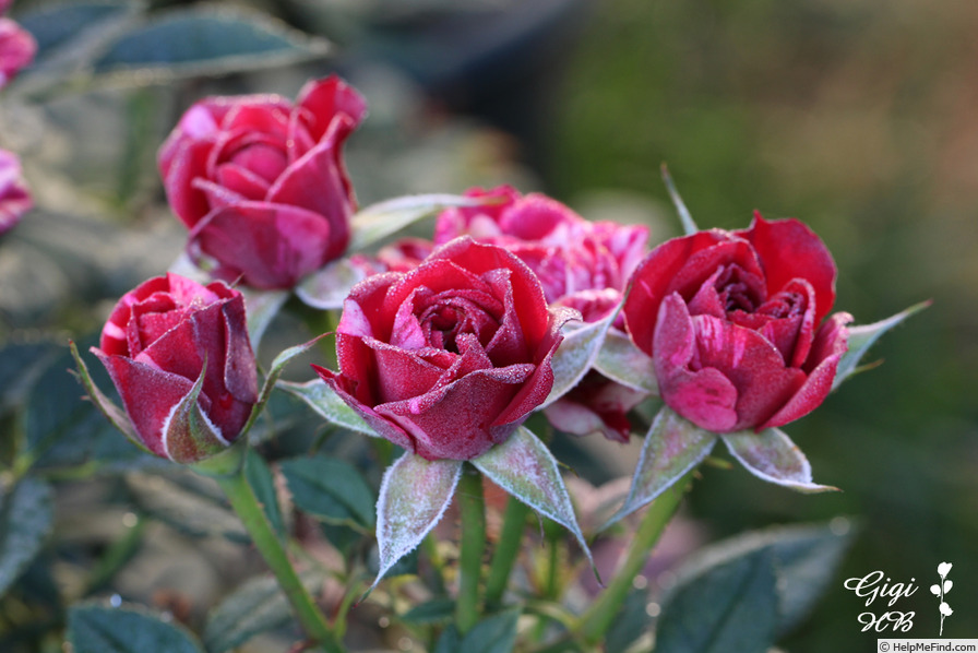 'Gigi™ (mini-flora, Olesen/Poulsen, 2011)' rose photo