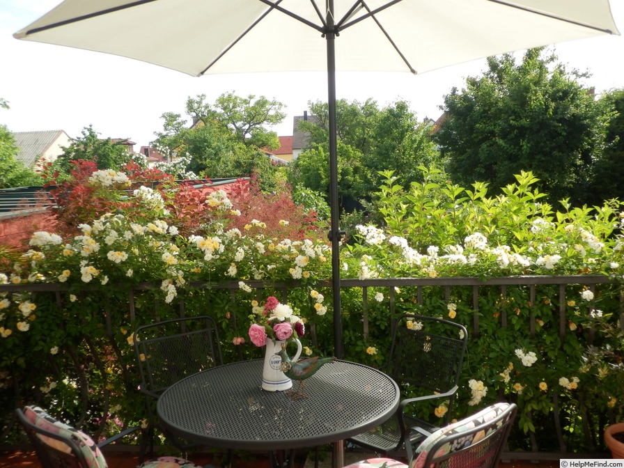 'Christine Hélène' rose photo