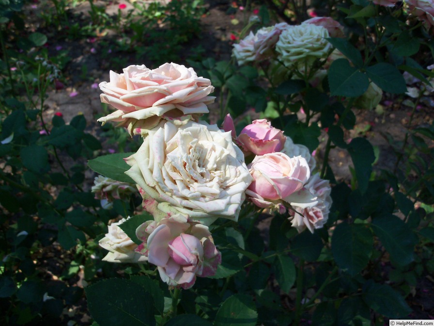 'Джим' rose photo