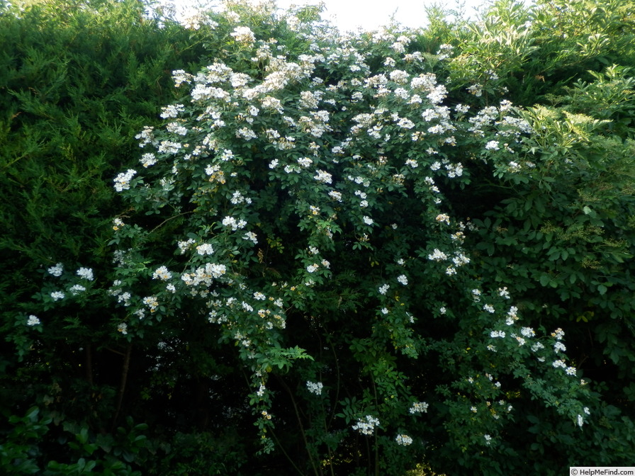 'Francis E. Lester (Hybrid Musk, Lester, 1946)' rose photo