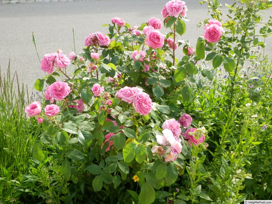 'Gertrude Jekyll ®' rose photo