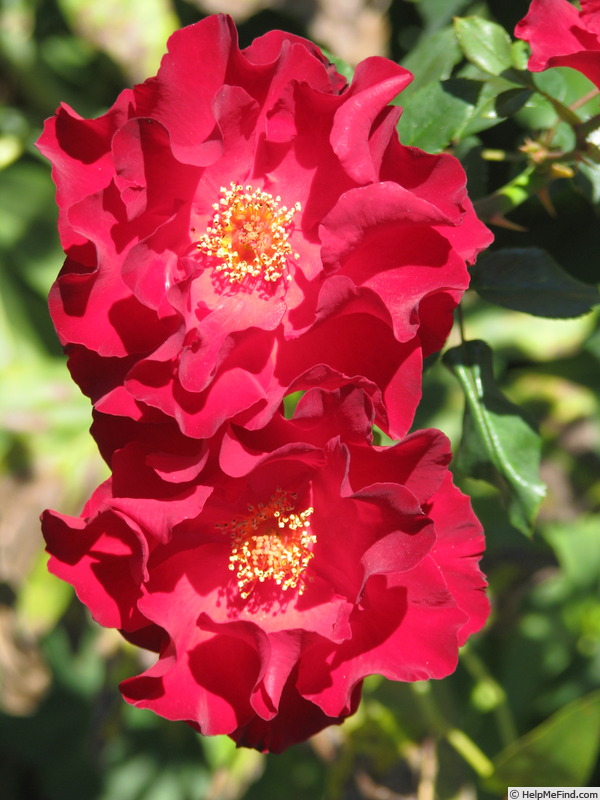 'Rhapsody in Red' rose photo