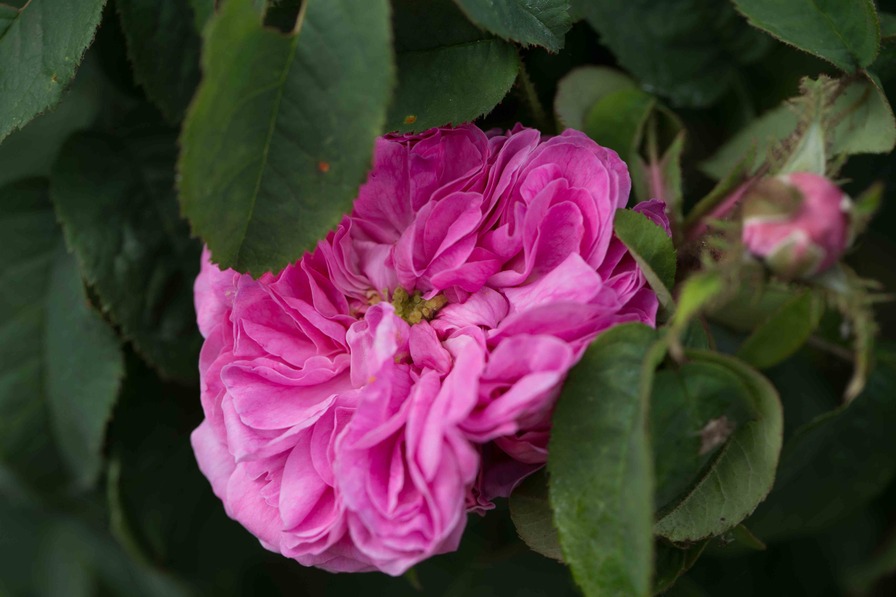 'Comtesse Doria' rose photo