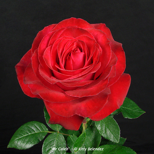 'Mr Caleb' rose, click to enlarge 'Mr Caleb' rose photo