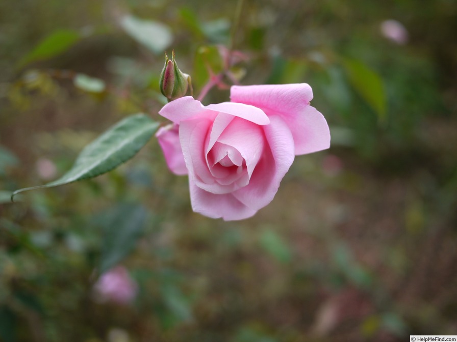 'Le Vésuve (china, Laffay, 1825)' rose photo