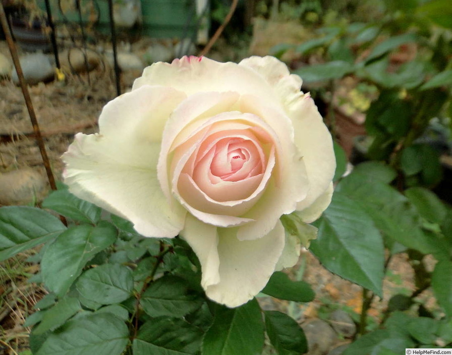 'Sheer Bliss' rose photo