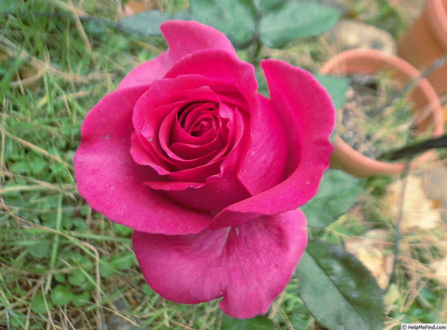 'The Wright Brothers' rose photo