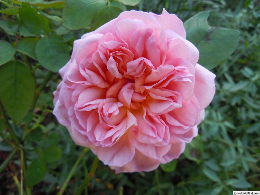 'The Lady Gardener' rose photo