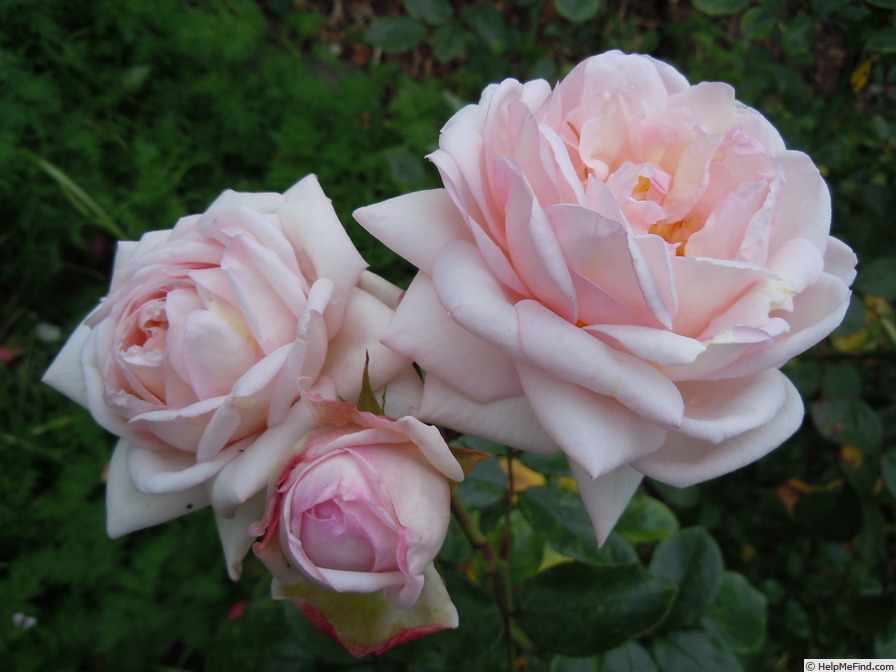 'Martine Guillot ®' rose photo