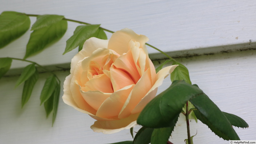 'Bouquet d'Or (noisette, Ducher, 1872)' rose photo