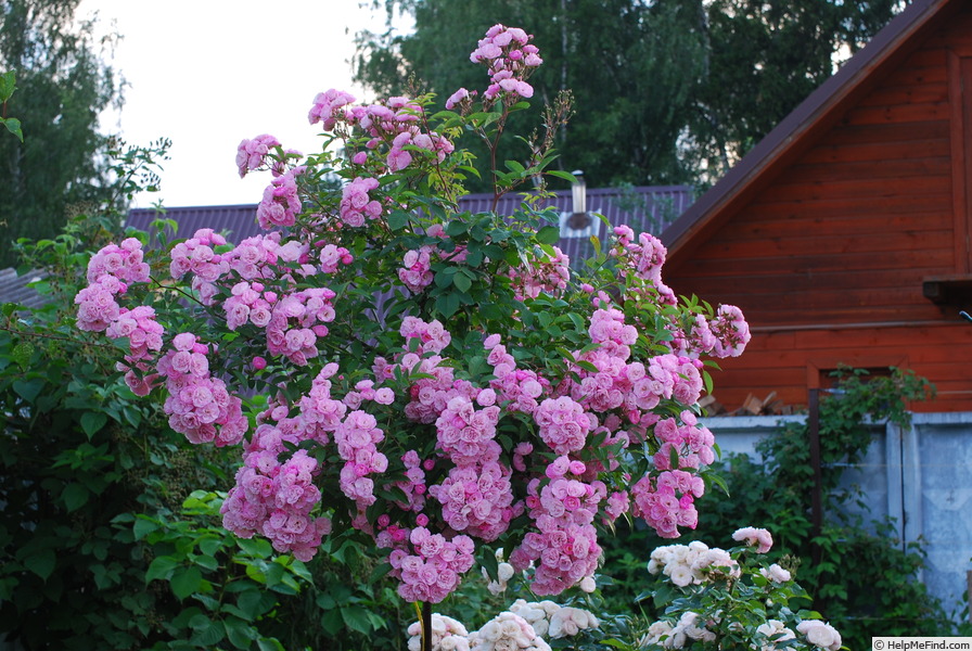 'Heavenly Pink ® (Hybrid Musk, Lens 1997)' rose photo