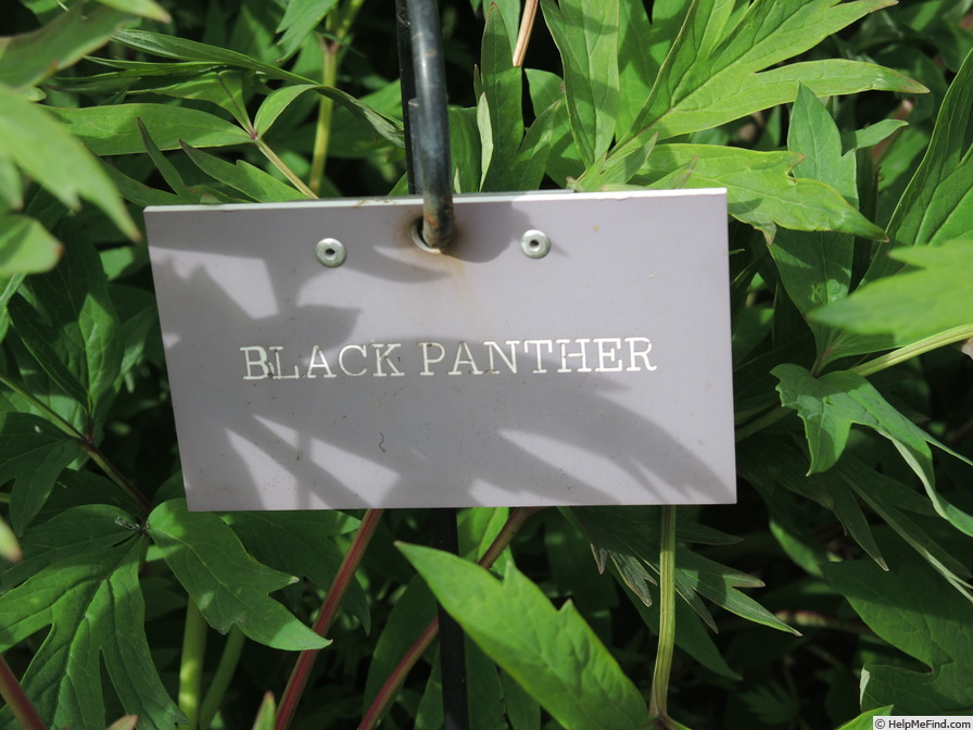 'Black Panther' peony photo