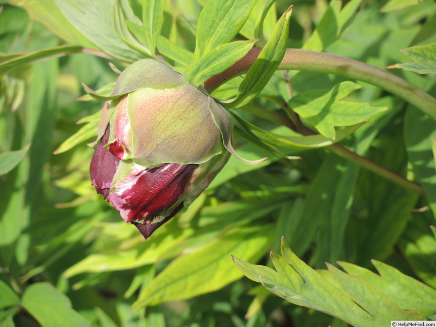 'Black Panther' peony photo