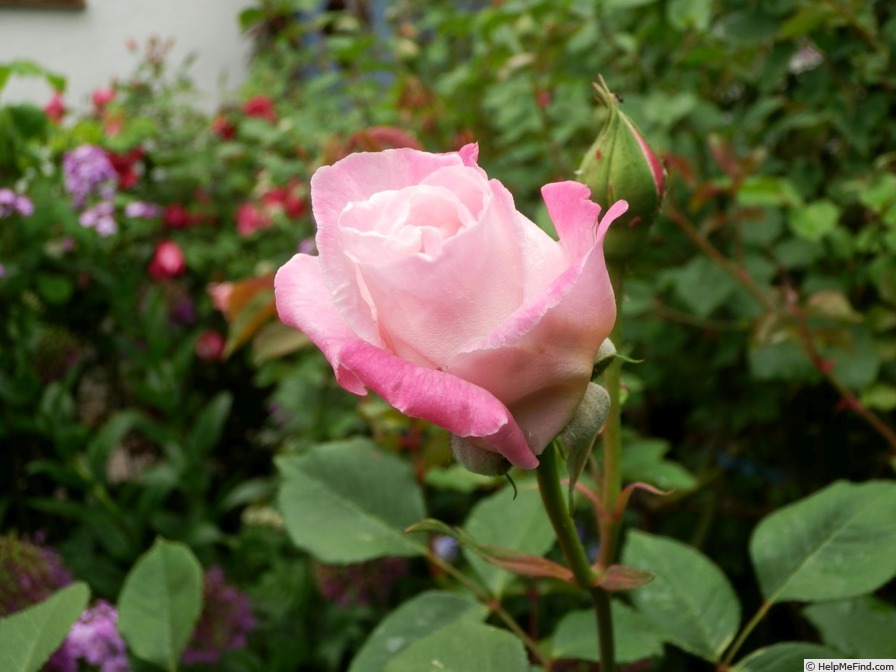 'Homère' rose photo