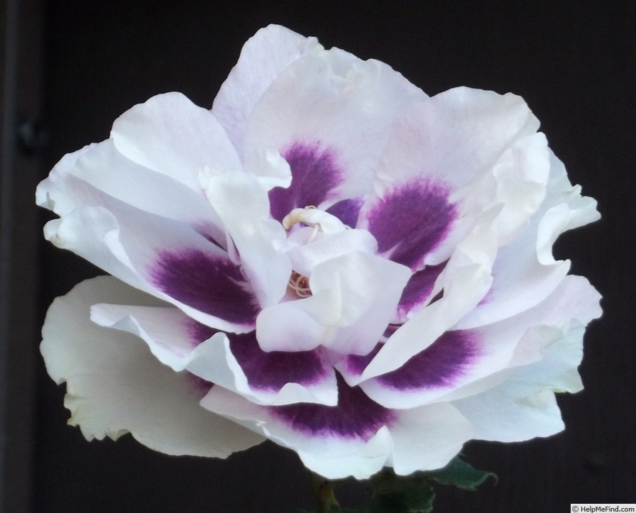 'Blue Eyes ® (floribunda, James 2004)' rose photo