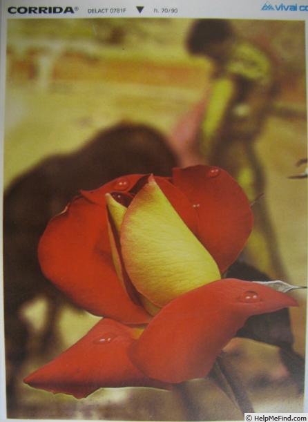 'Corrida ® (grandiflora, Delbard-Chabert, 1969)' rose photo