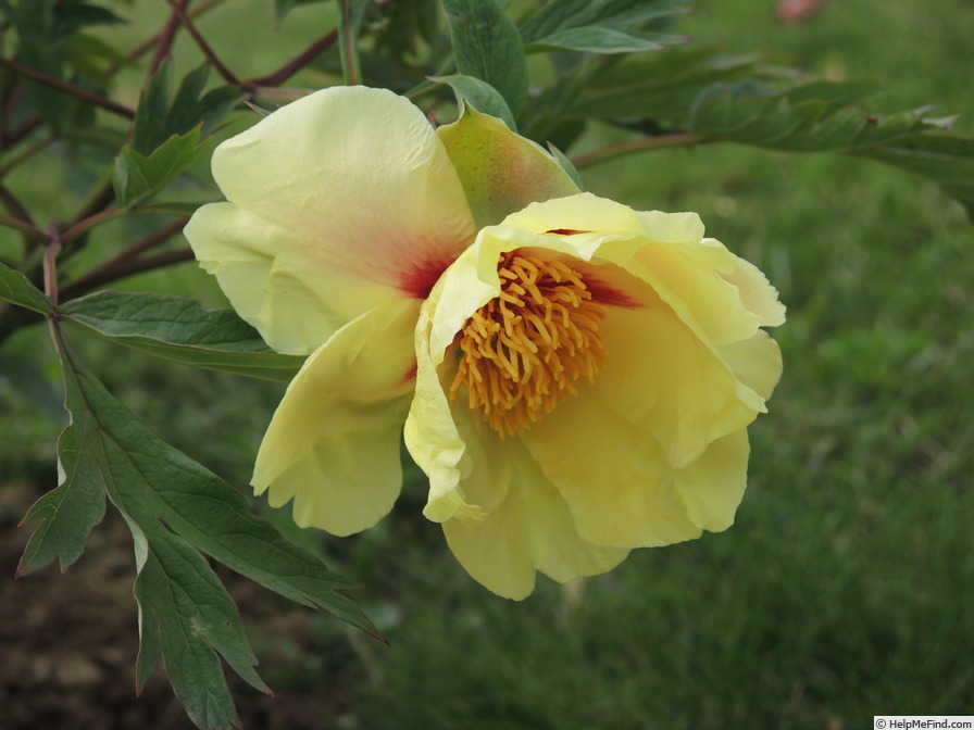 'Golden Bowl' peony, click to enlarge 'Golden Bowl' peony photo