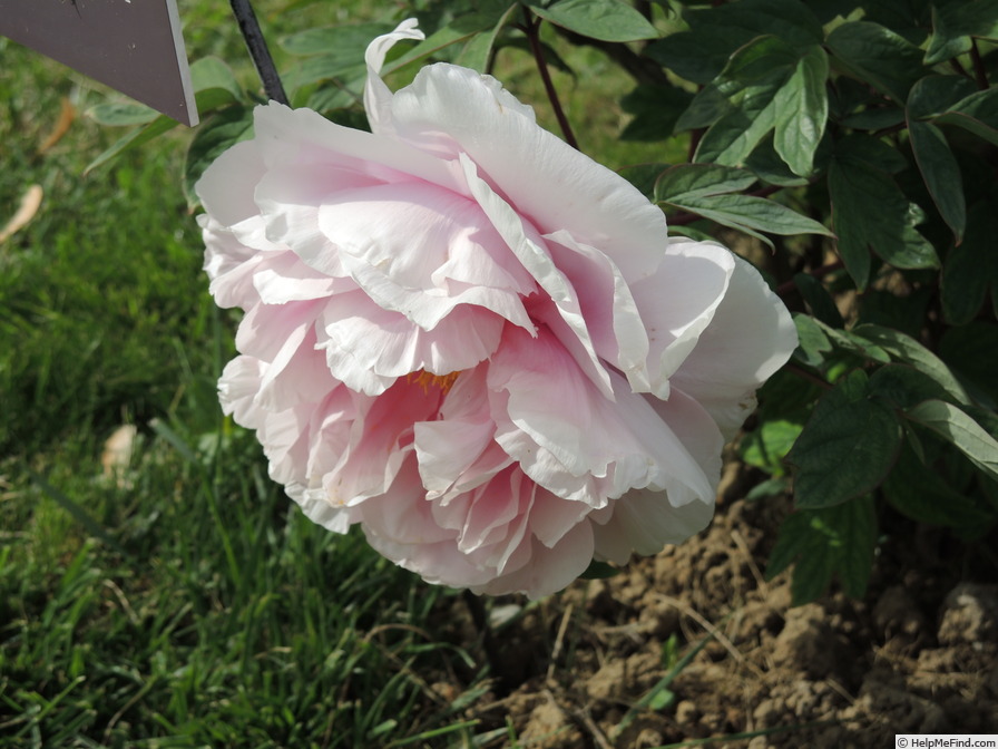 'Henri Renault' peony photo