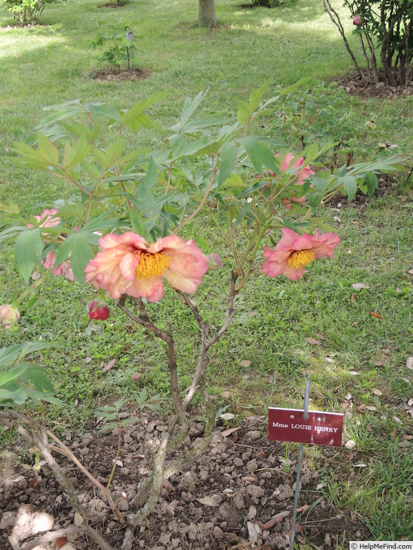 'Madame Louis Henry' peony photo