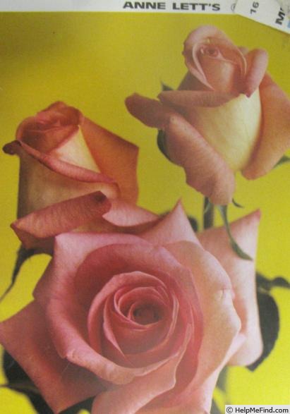 'Anne Letts (hybrid tea, Letts, 1954)' rose photo