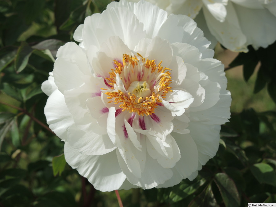 'Lydia Foote' peony photo