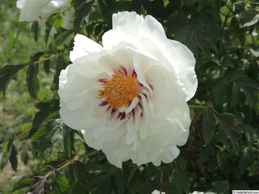 'Lydia Foote' peony photo