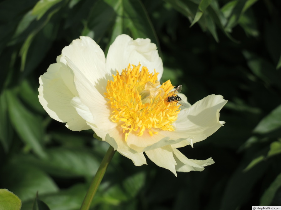 'Claire de Lune' peony photo