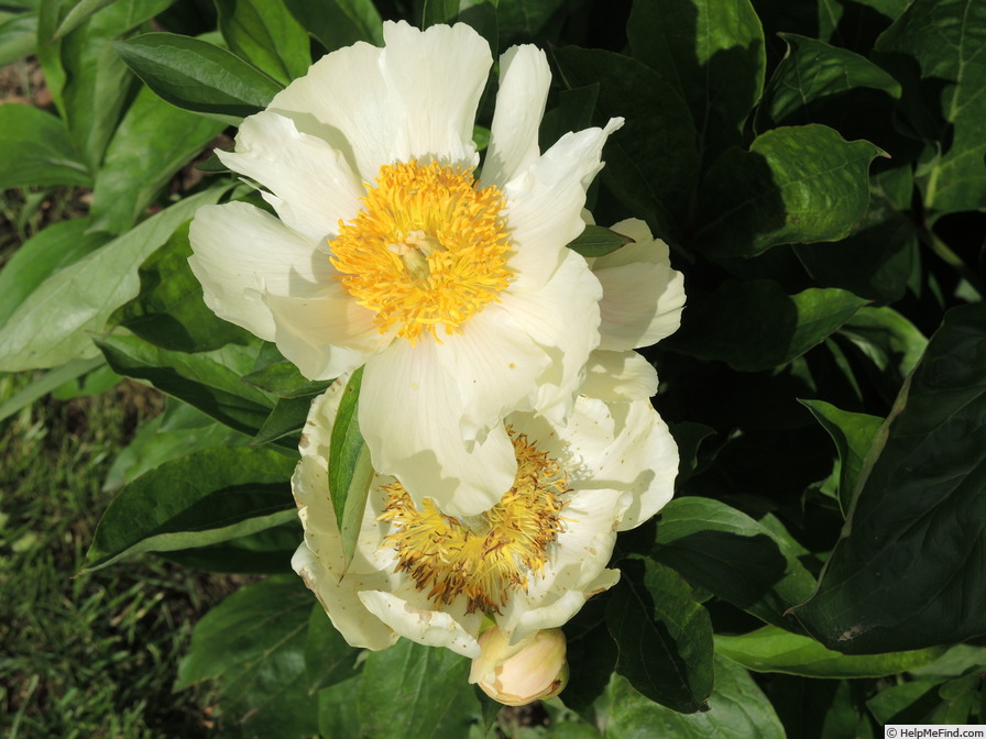 'Claire de Lune' peony photo