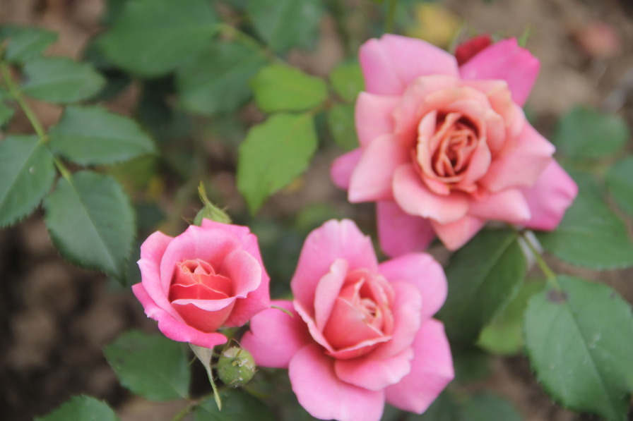 'Pam's Choice' rose, click to enlarge 'Pam's Choice' rose photo