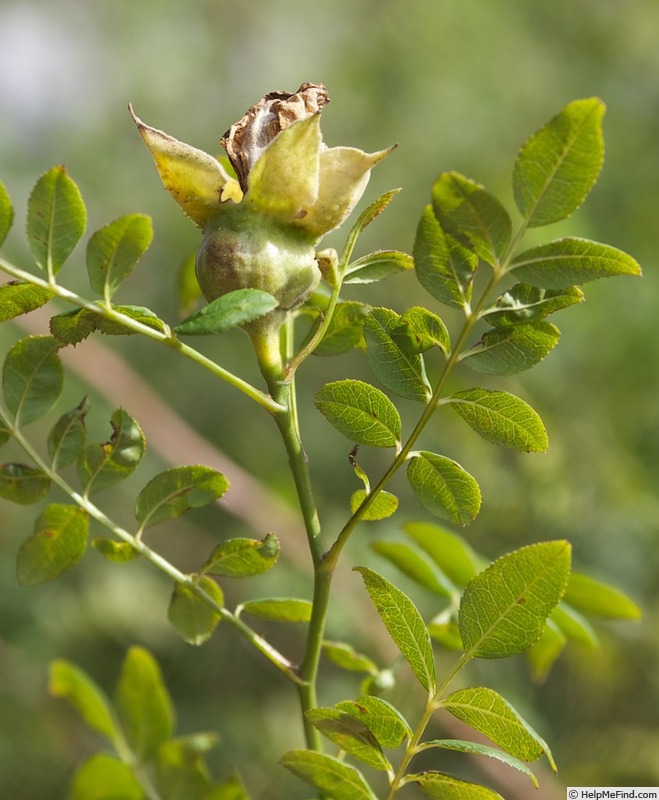 'Spineless Chestnut' rose photo