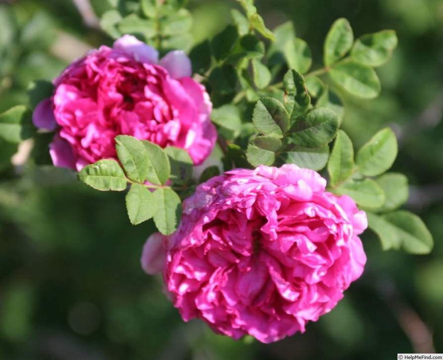 'Spineless Chestnut' rose photo