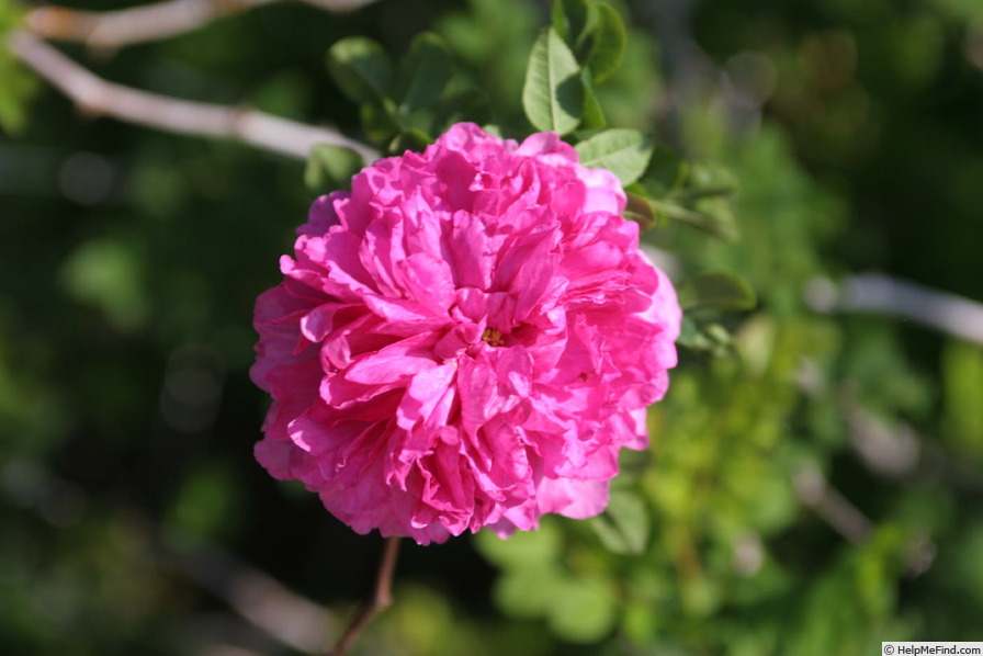 'Spineless Chestnut' rose photo