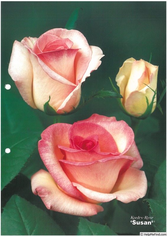 'Susan (hybrid tea, Kordes, 1970)' rose photo