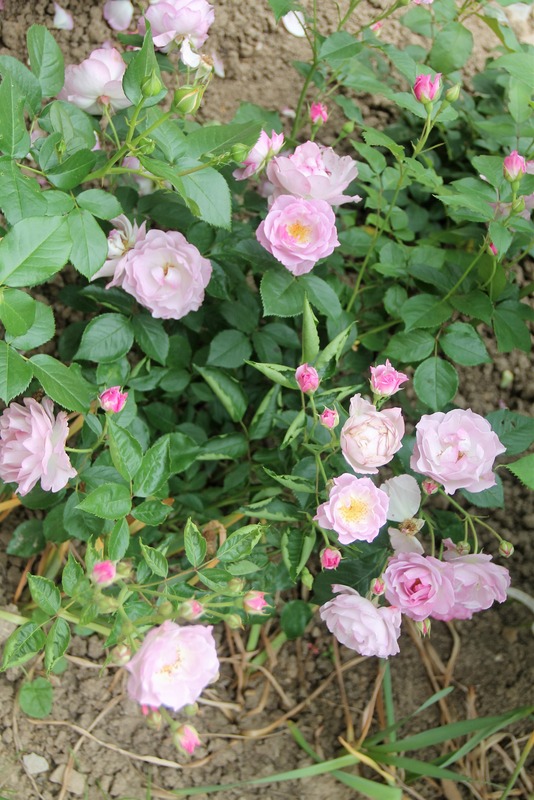 'Déclic' rose photo